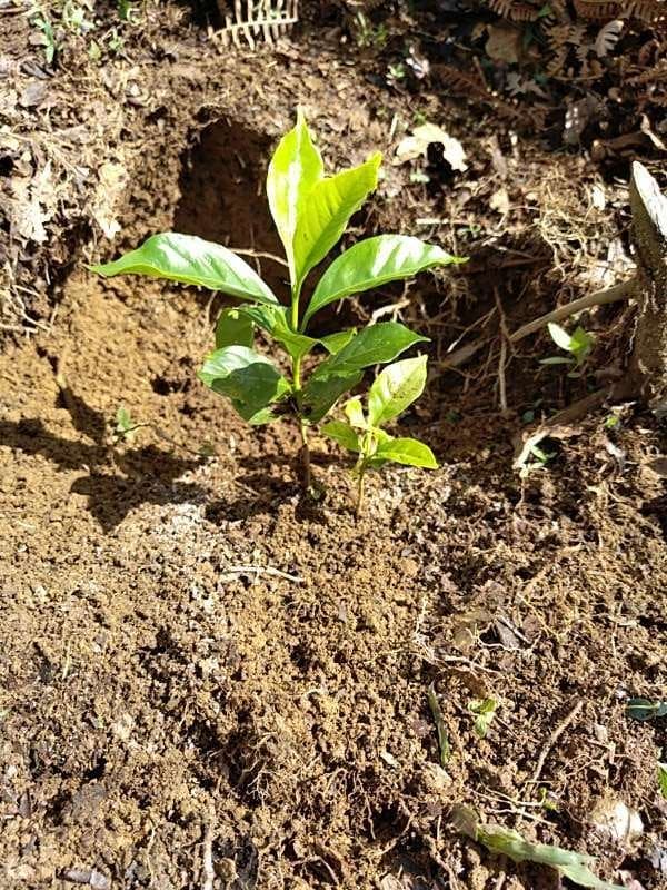 tree image