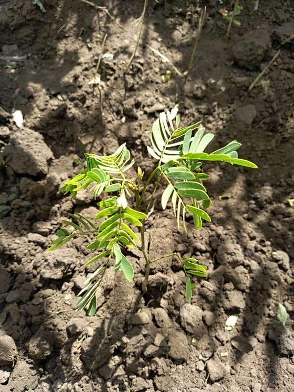 tree image