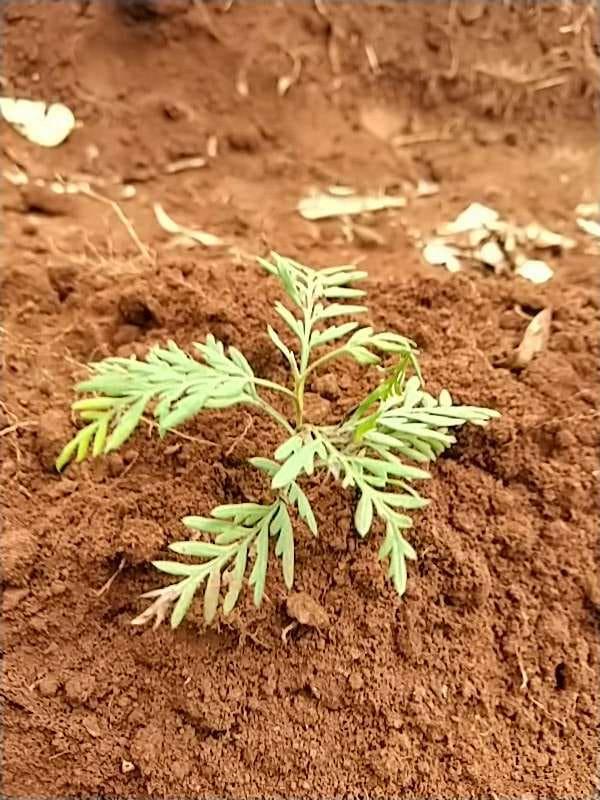 tree image