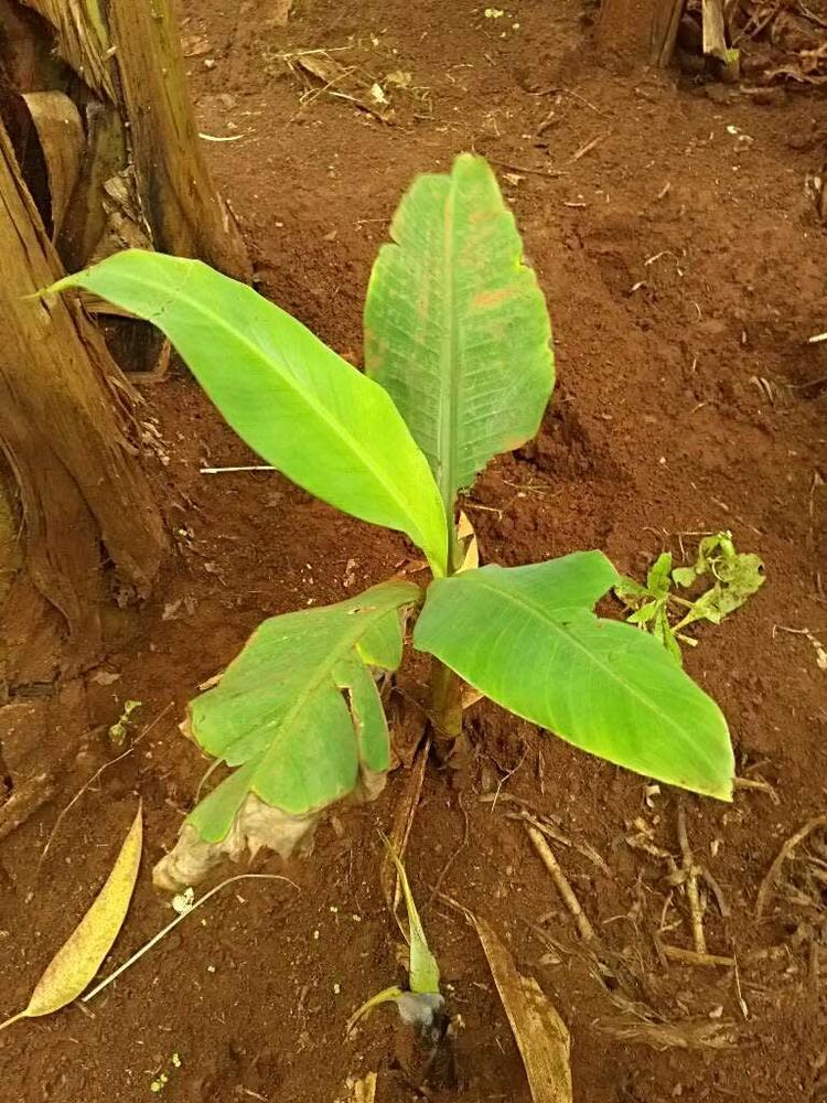 tree image