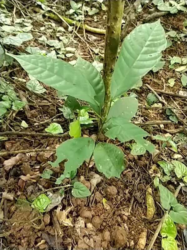 tree image
