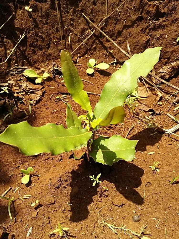 tree image