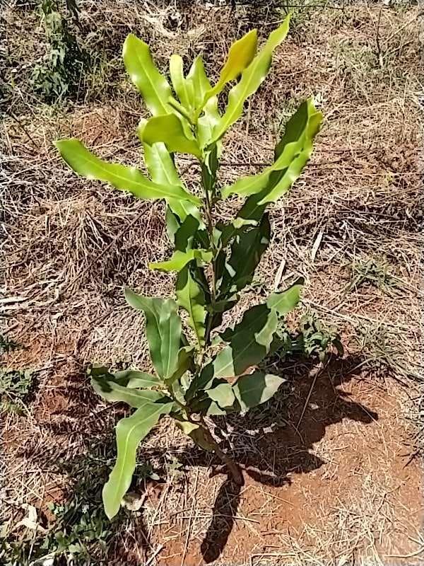 tree image
