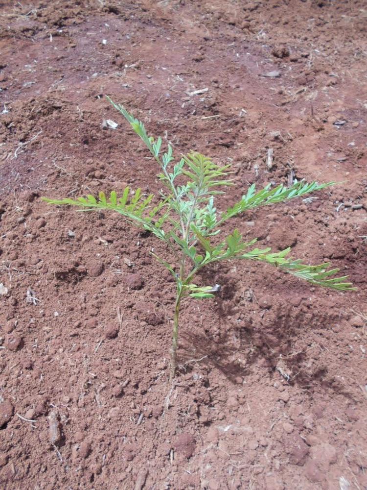 tree image
