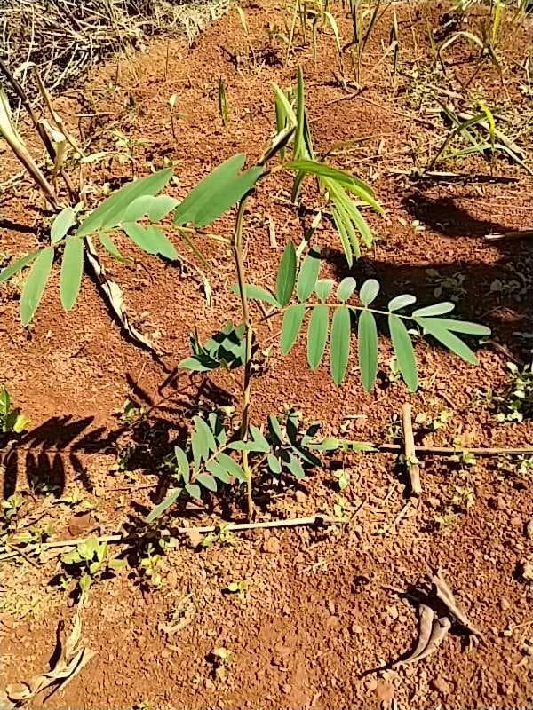 tree image