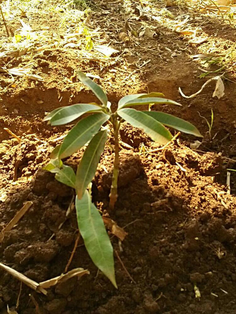 tree image