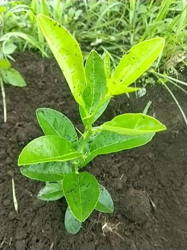 tree image
