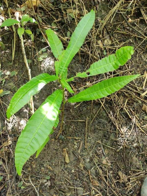 tree image