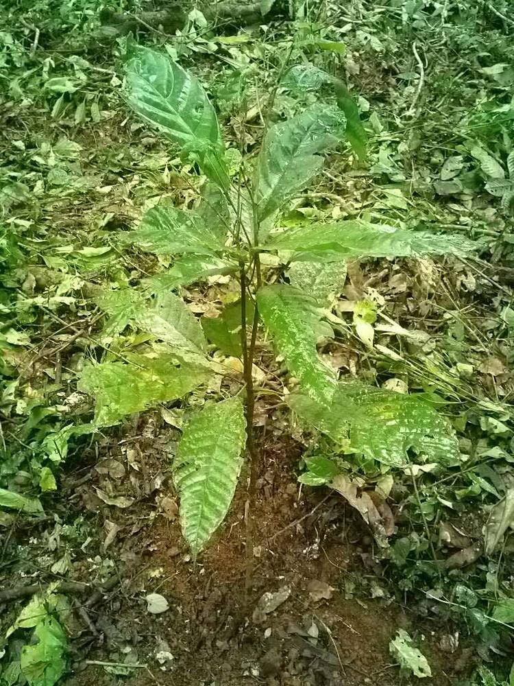 tree image