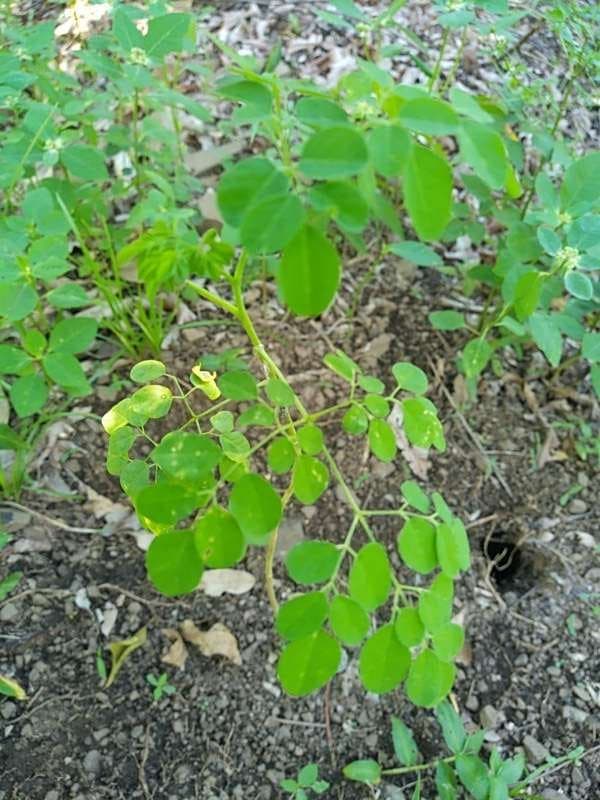 tree image