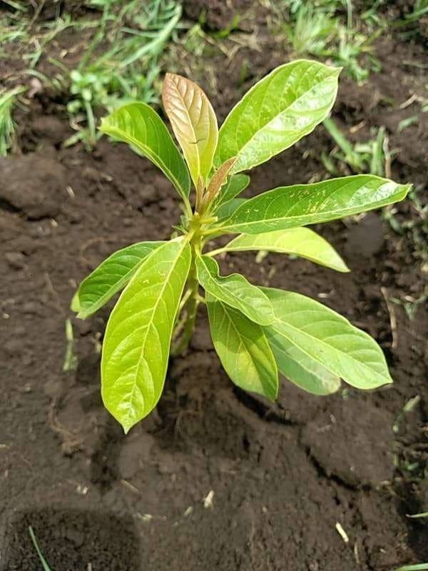 tree image