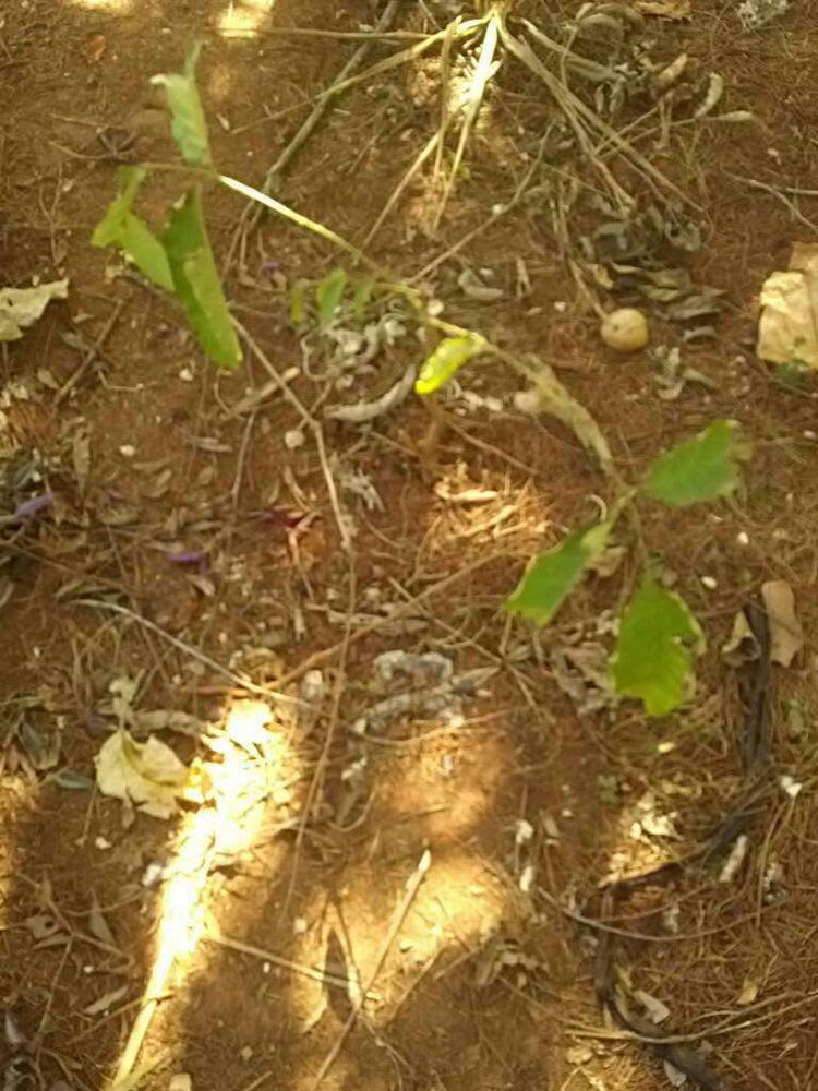 tree image
