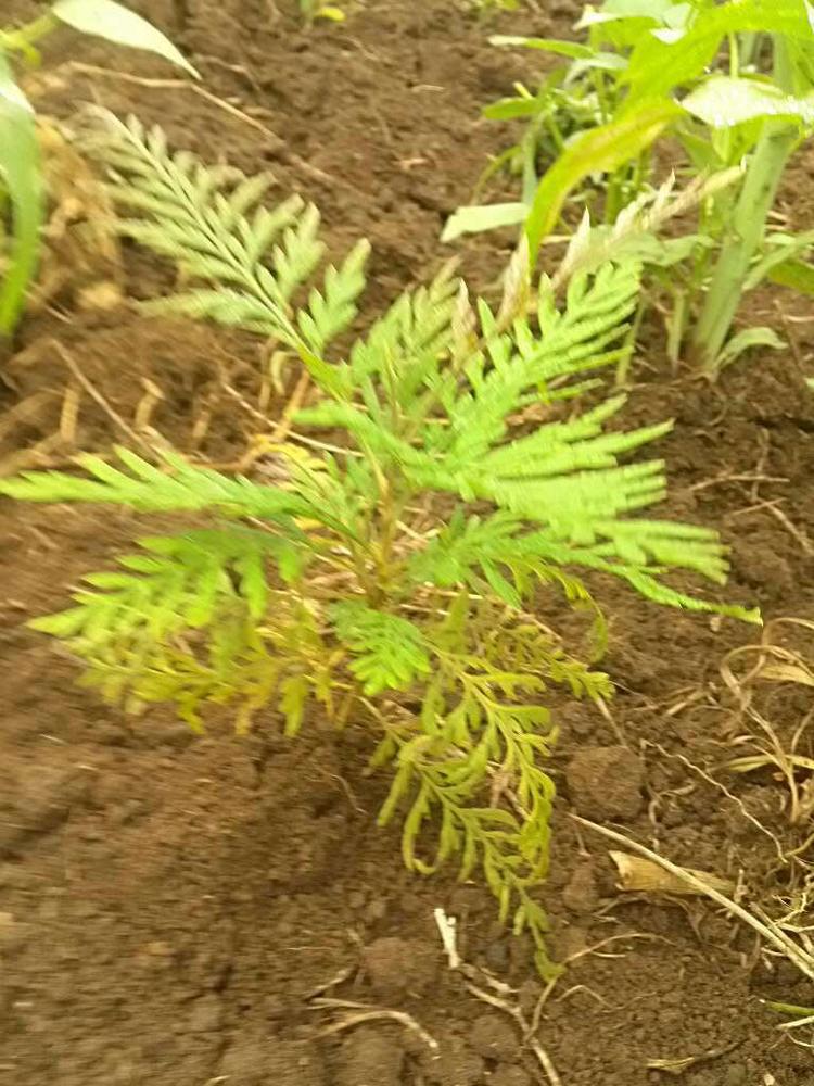 tree image