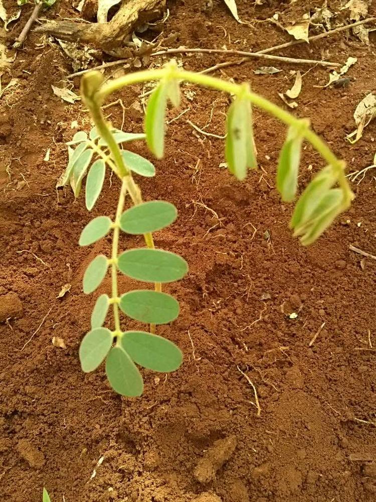 tree image