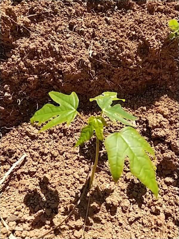 tree image