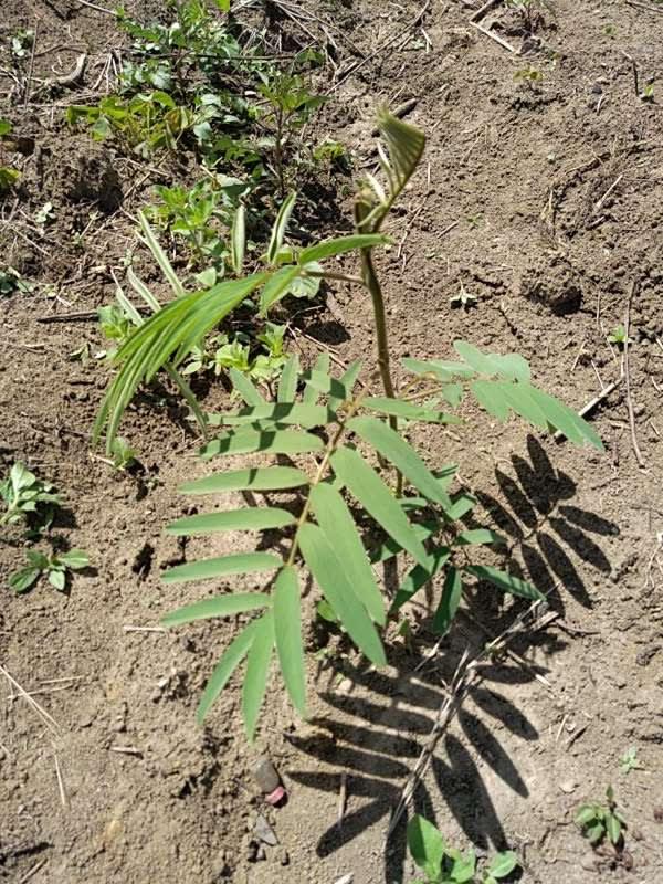 tree image
