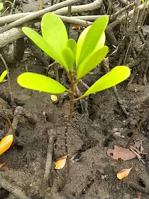 tree image