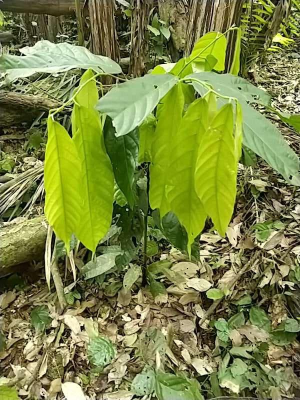 tree image