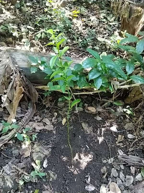 tree image