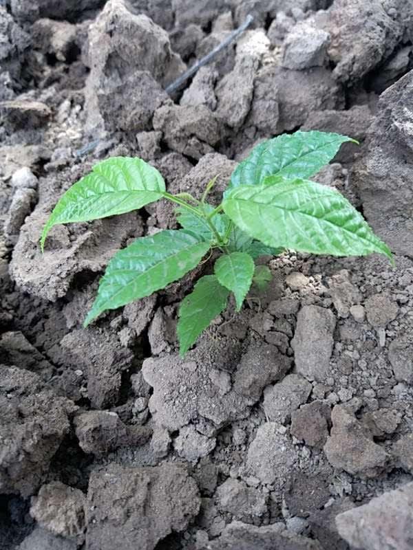 tree image