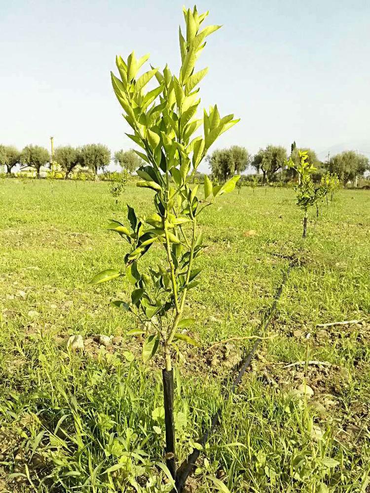 tree image