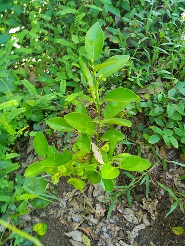 tree image