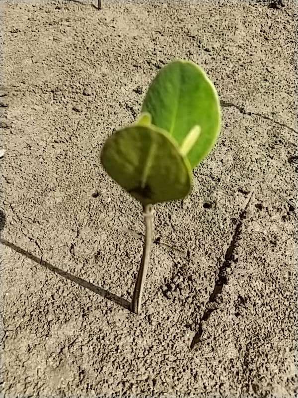 tree image