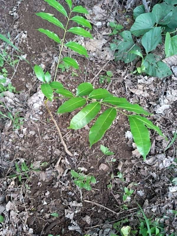 tree image