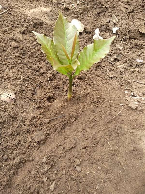 tree image