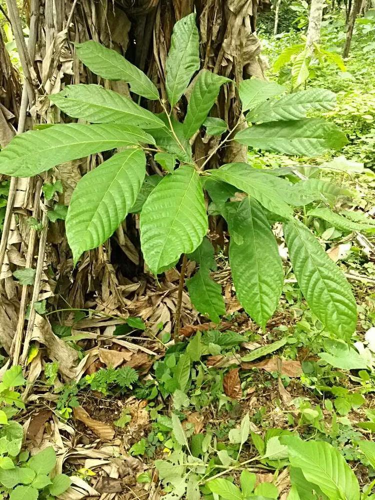 tree image