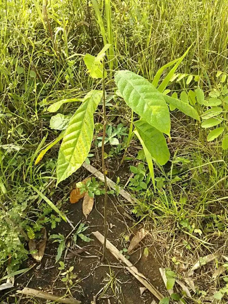 tree image