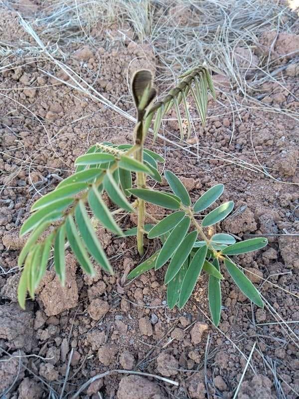 tree image