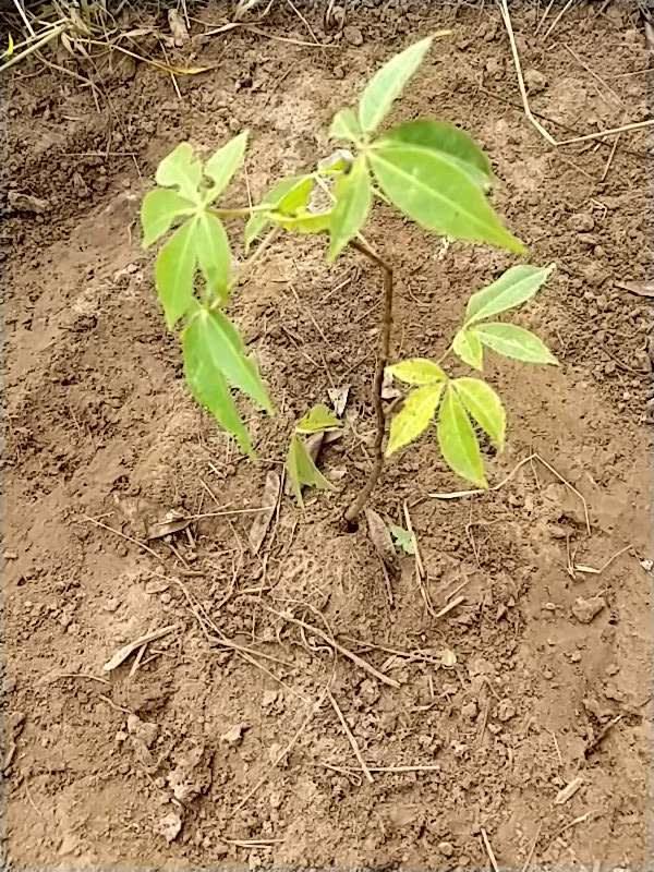 tree image