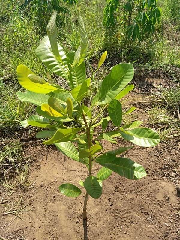 tree image