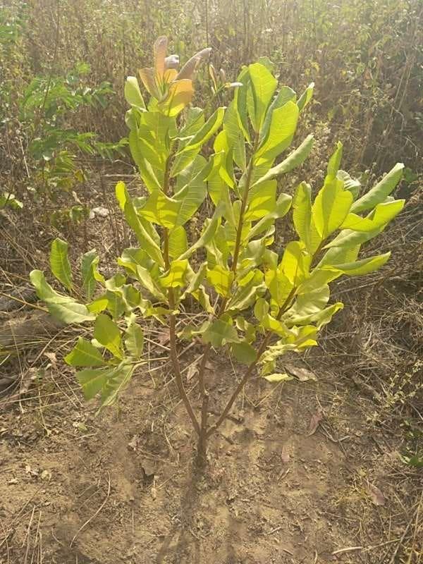 tree image