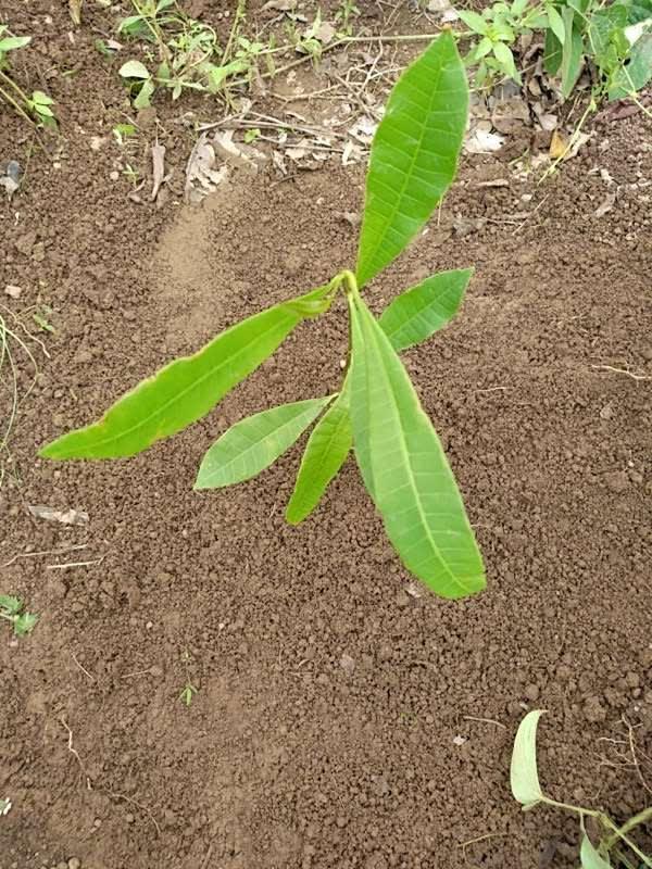 tree image