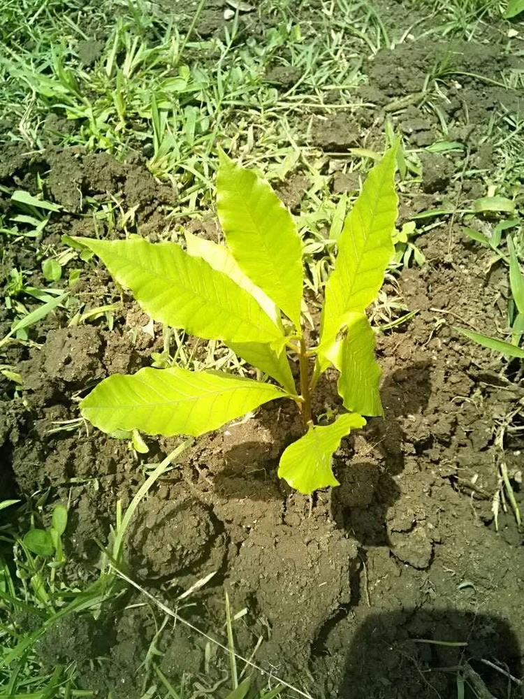 tree image