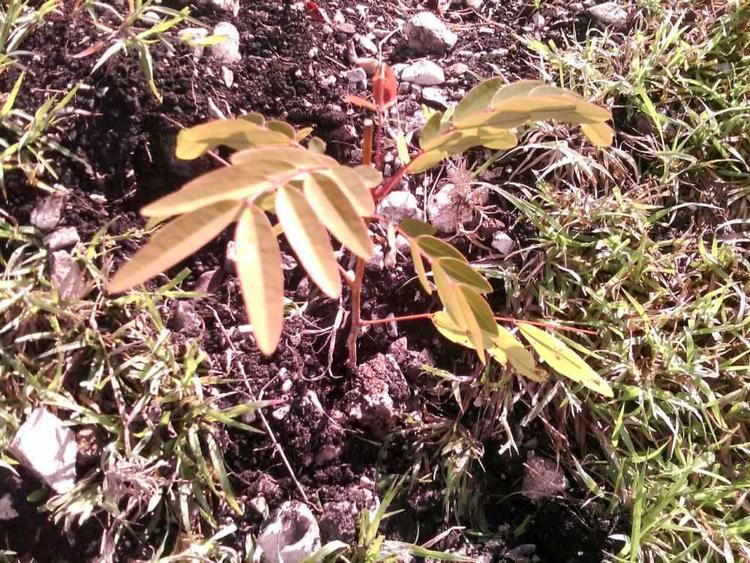 tree image
