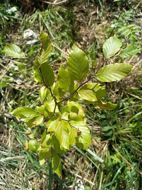 tree image