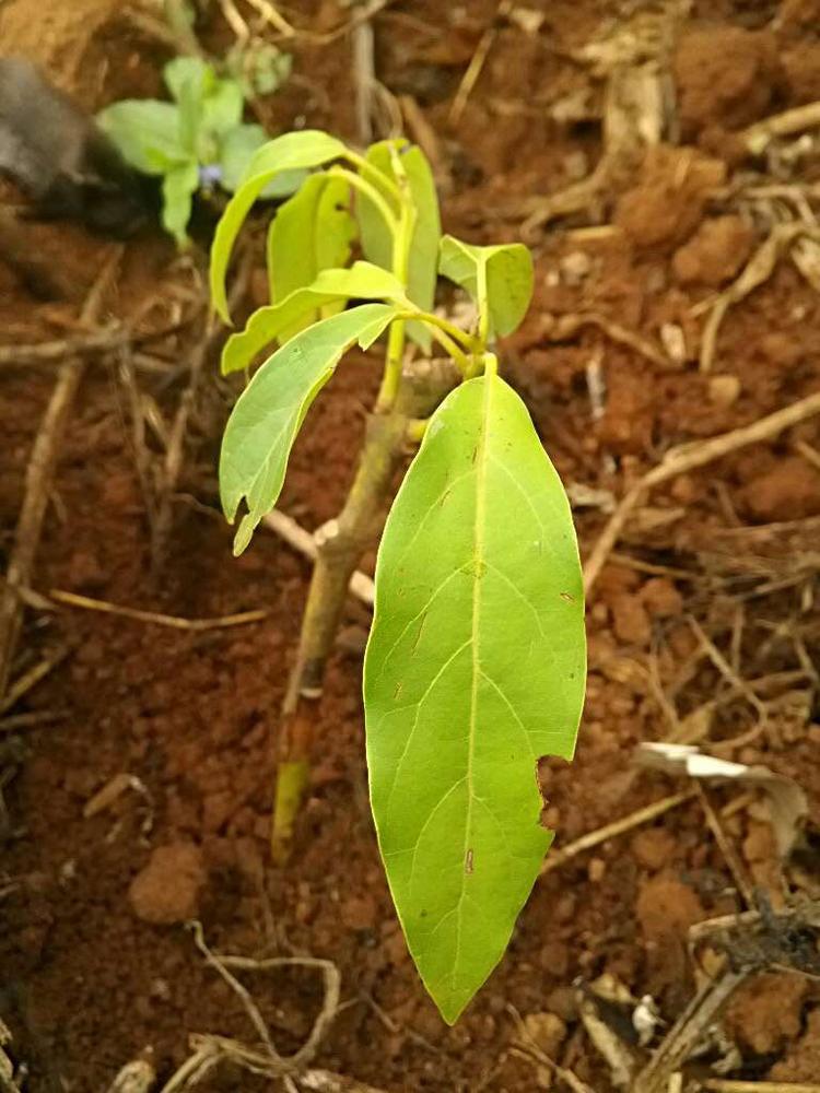 tree image