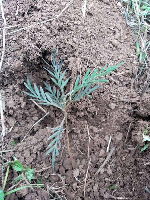 tree image