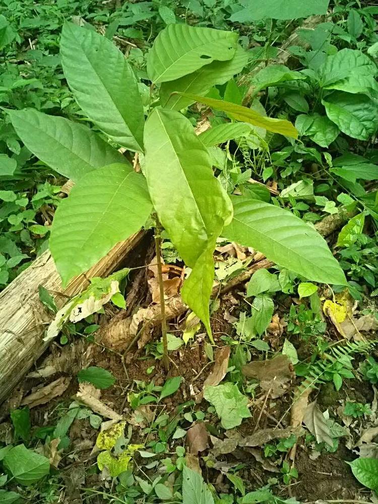 tree image
