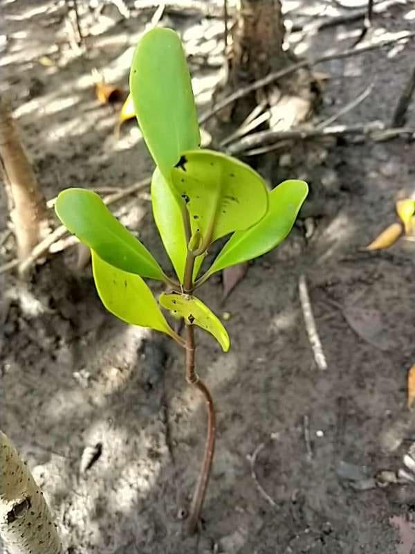 tree image