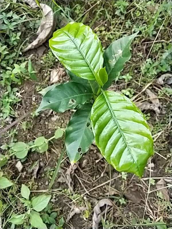 tree image