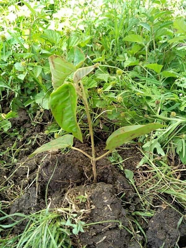 tree image