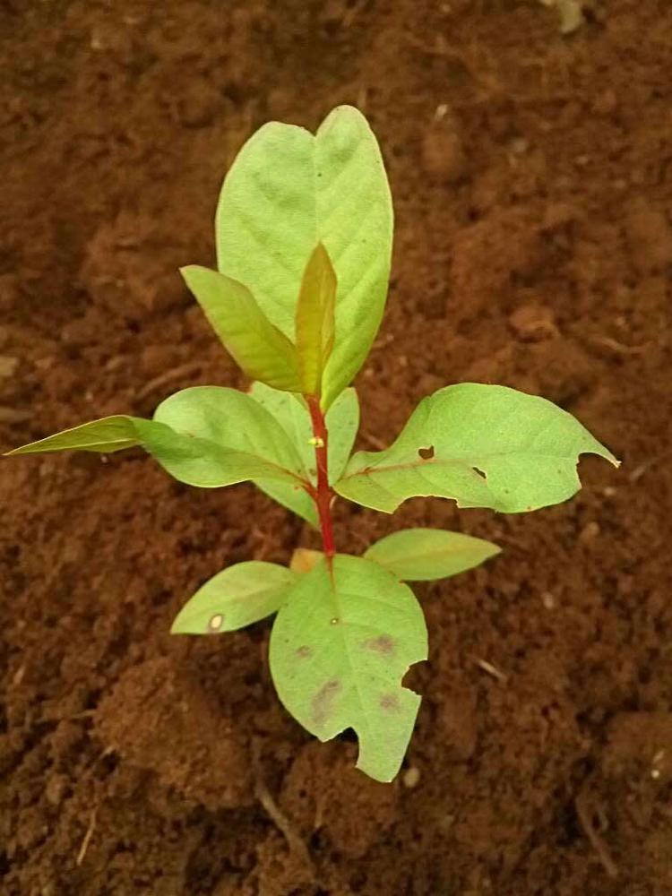 tree image