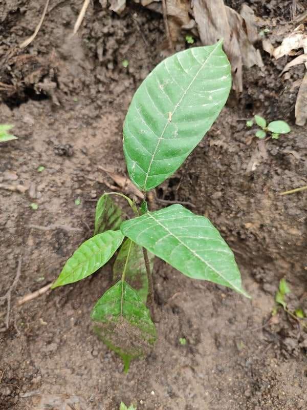 tree image