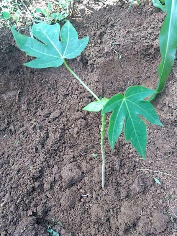 tree image