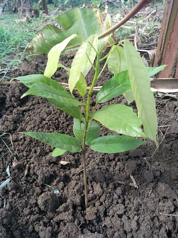 tree image