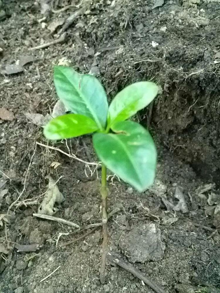 tree image